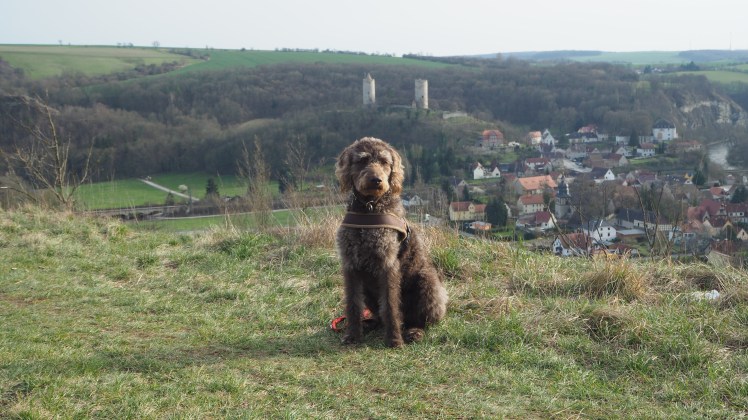 Anwolf unterwegs Saale Unstrut