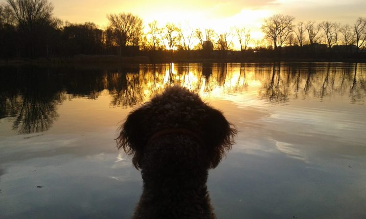 Anwolf - Unterwegs in Braunschweig