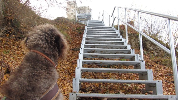 Anwolf - Unterwegs bei der Stecklenburg