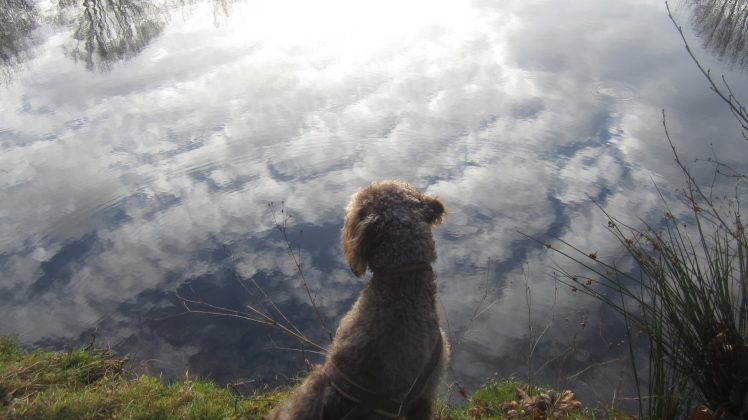 Anwolf - Unterwegs in Braunschweig