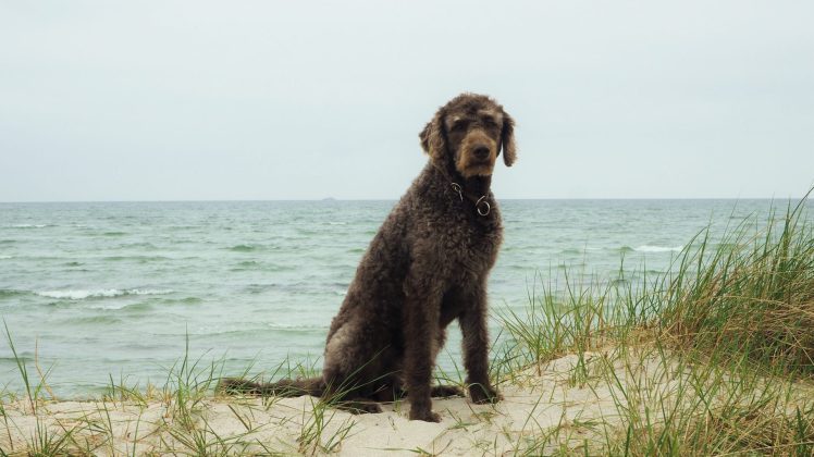 Anwolf - Unterwegs am Meer