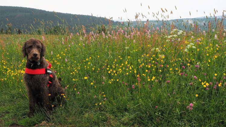 Almwiesen bei St. Andreasberg