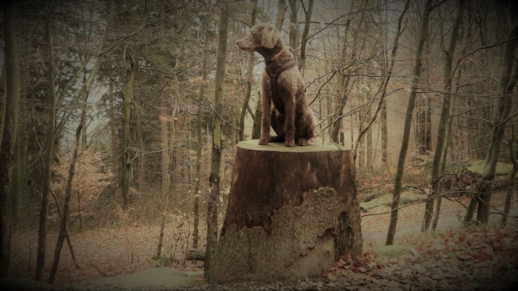  vier Stempel der Harzer Wandernadel für den Harzer Wanderkaiser in spe bei Bad Harzburg 