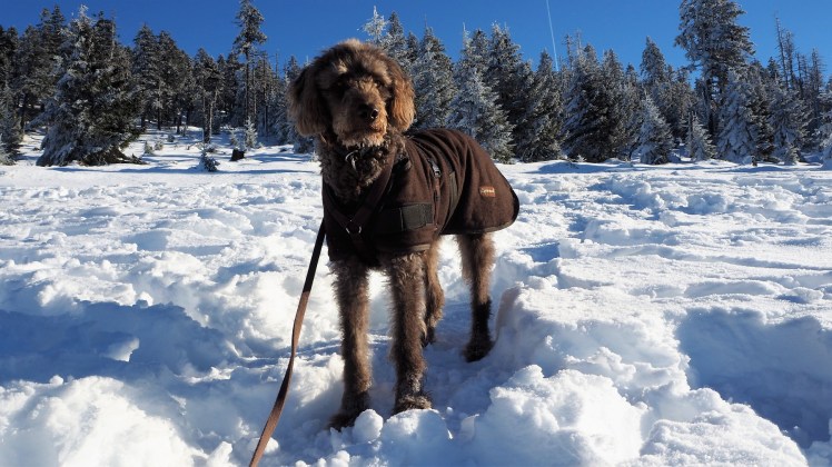 Der Mantel sitzt. Es kann losgehen.