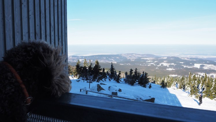 Anwolf - Unterwegs auf dem Brocken
