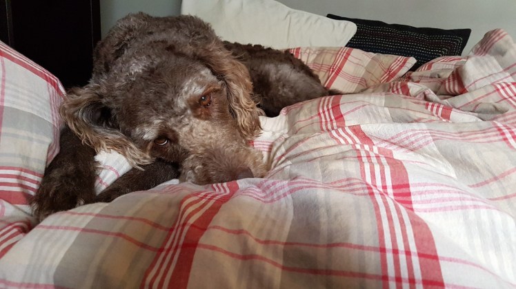 Auch Bobby wird auf ein wenig Komfort verzichten müssen.