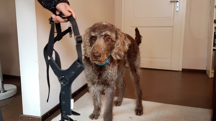 Schritt 1 ist geschafft: Bobby rennt nicht weg beim Anblick des Geschirrs