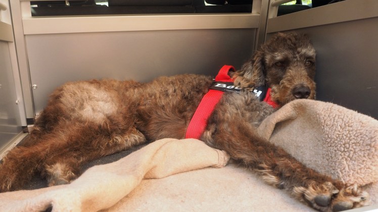 Bobby hat eindeutig die größte Beinfreiheit während der Fahrt.